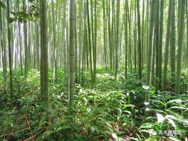 赤水市有多少人口_游遍大地山水,醉美神秘赤水,赤水城市风光集锦(3)