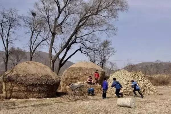 小时候农村收麦子的场景(看了别哭)