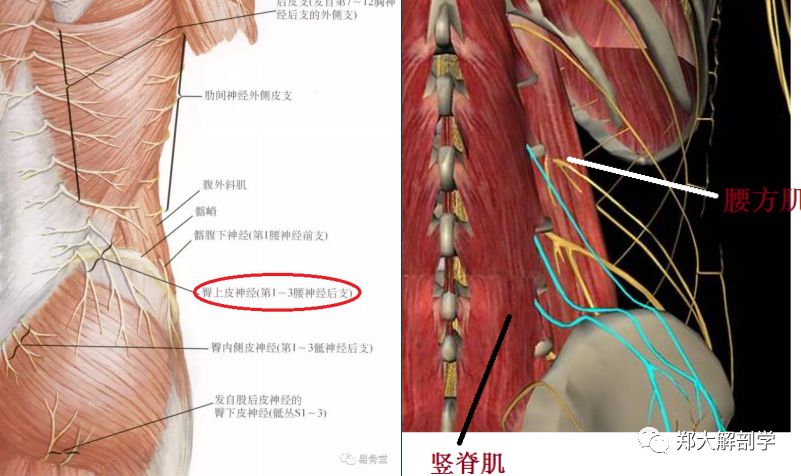 病例分析(三)臀部和腰部疼痛的诊疗