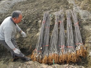 怎样假植苗木不会死?