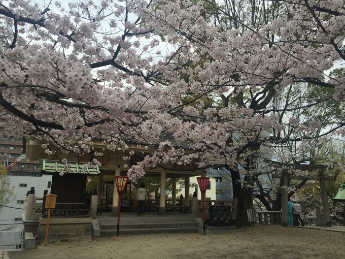 樱花季来日本_和歌山