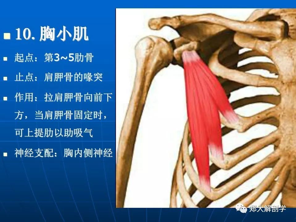 肩关节应用解剖