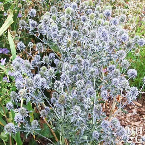 10.海冬青海冬青是一种美妙的植物,能为花园增添质感.