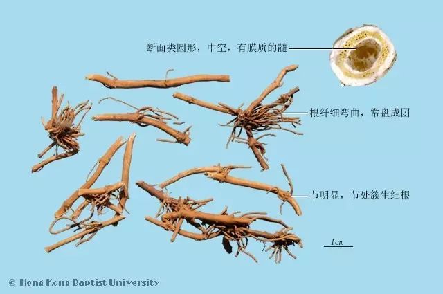 每天最少学一味中药-白前