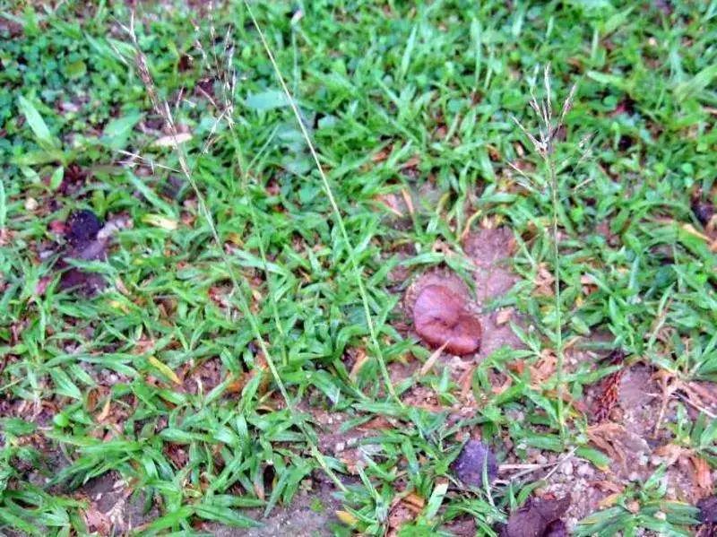 冬日养生竹节草的药用价值竹节草的副作用