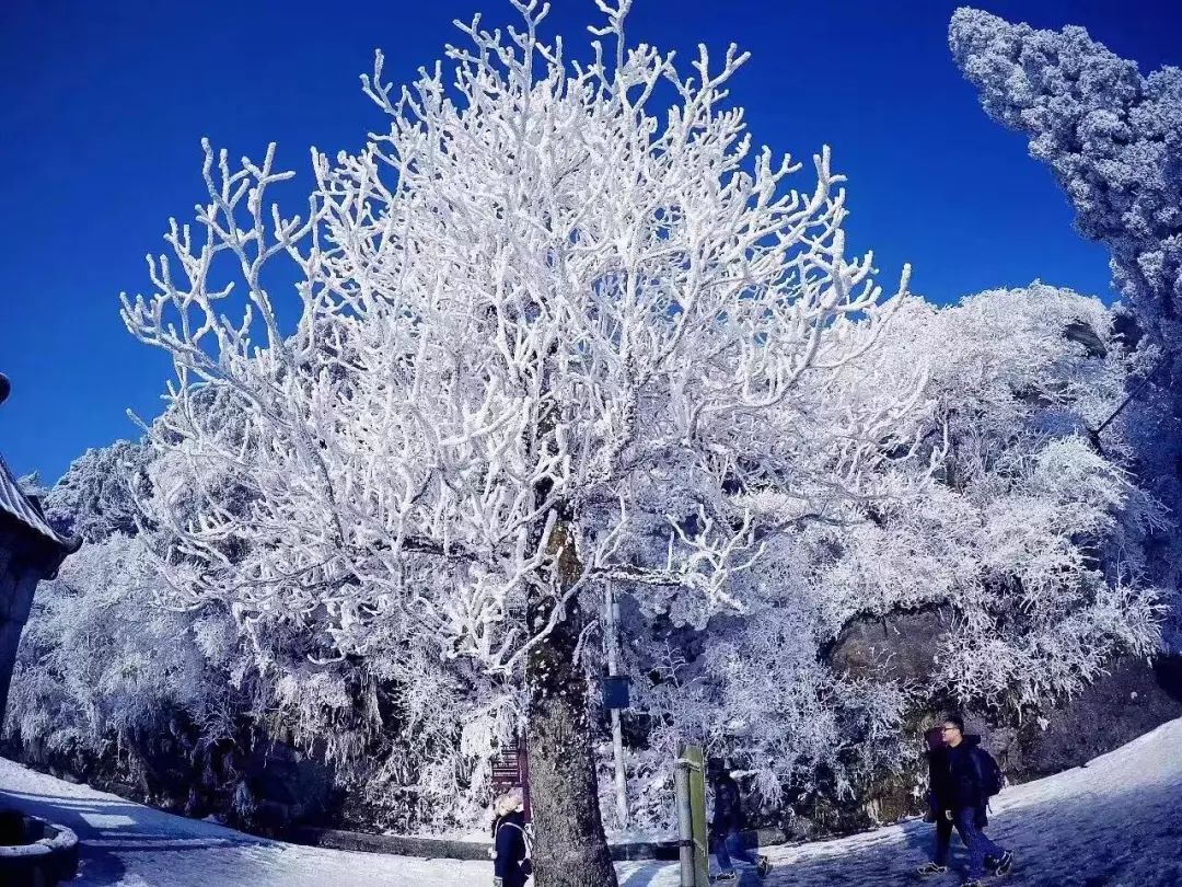 12月30日-31日,南岳衡山雾凇再次来袭!