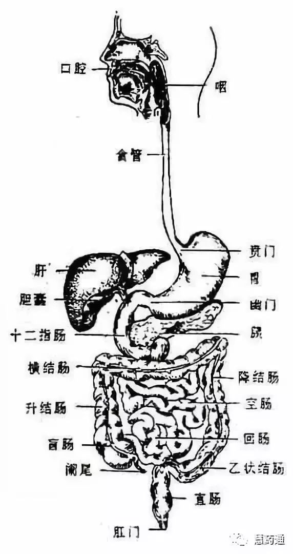 人体八大系统消化系统