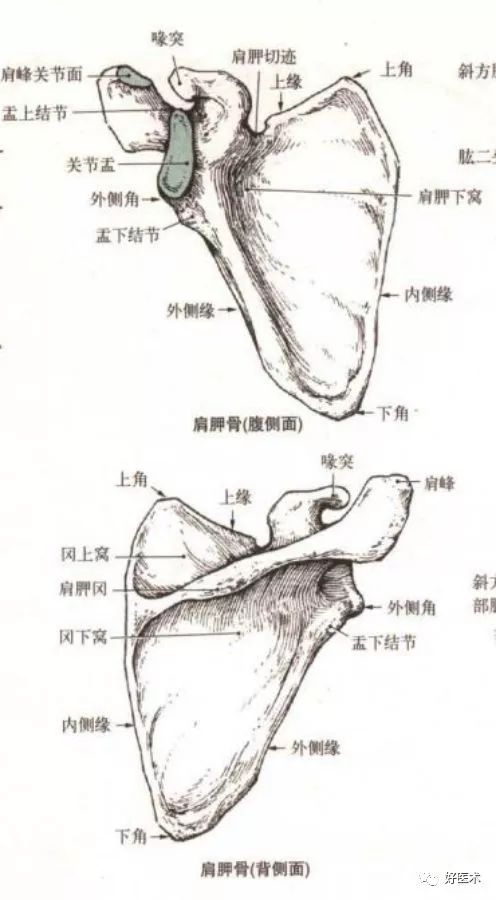 肩胛骨外上方的梨形浅窝,称关节盂,与肱骨头相关节.