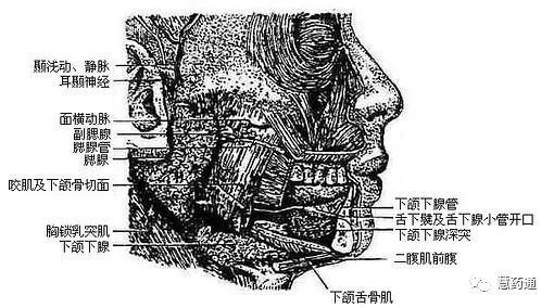 大唾液腺包括腮腺,下颌下腺和舌下腺三对(图2-17),它们是位于口腔周围