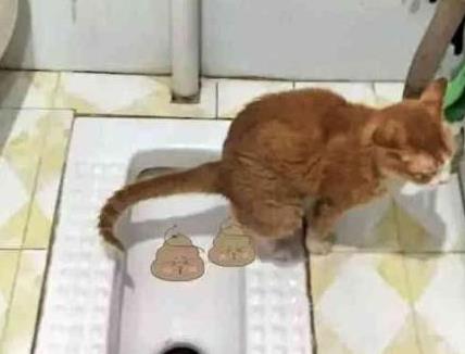 主人半夜上廁所，發現自家橘貓正在蹲坑，網友：這橘貓成精了 萌寵 第1張