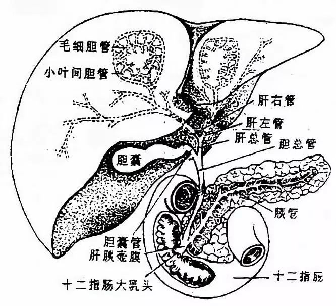 图2-27 胆囊系统模式图八,胰胰pancreas是人体的第二大腺(图2-21)