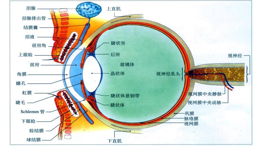 甲狀腺相關性眼病的診治 健康 第7張