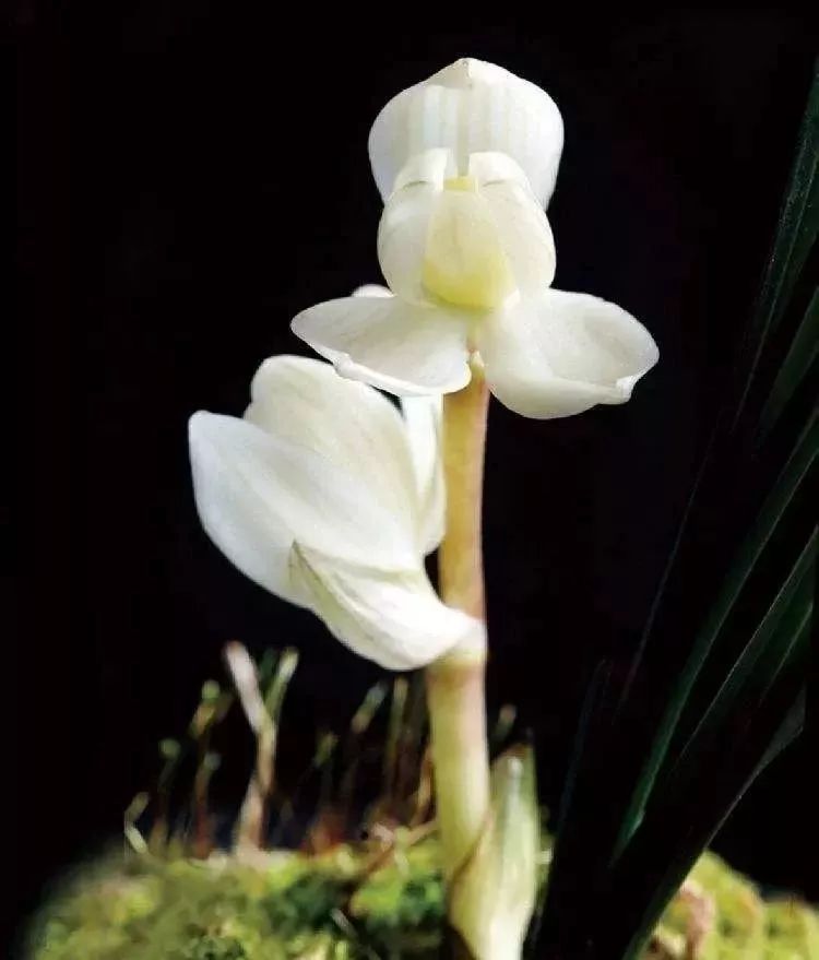 斯里兰卡仙人掌花极为迷人,只在夜间开一两个小时,开花掌诤廖薰媛煽