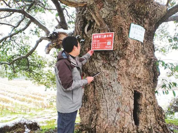 关注古树上线二维码名木保护出新招