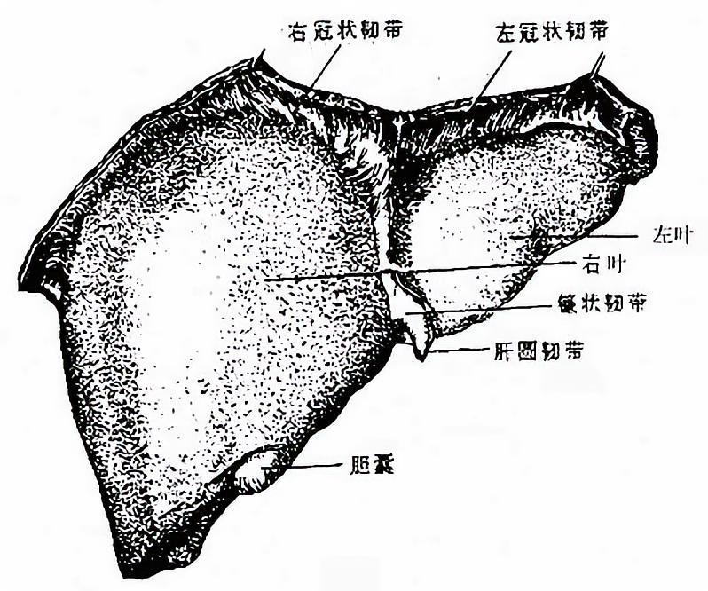 肝上面膨隆(图2-24),对向膈,被镰状韧带分为左,右两叶,右叶大而厚,左