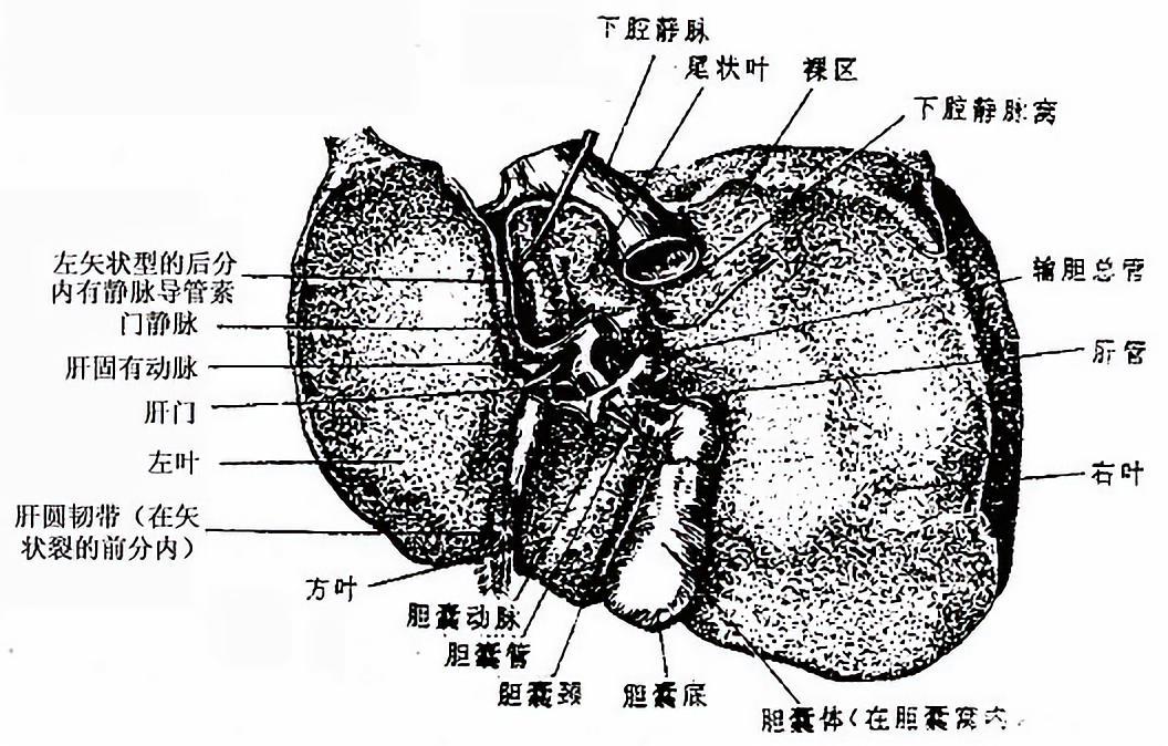 肝小叶呈六角柱状.