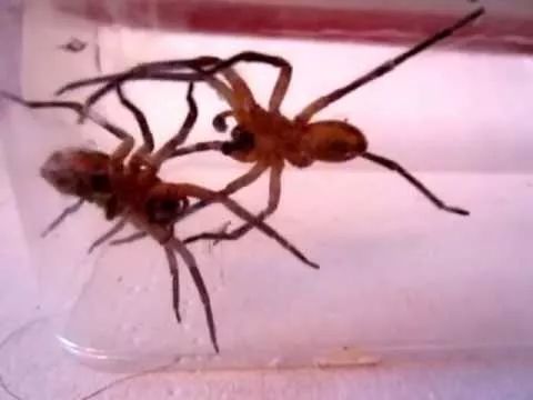 昨天澳洲一人家发现剧毒蜘蛛维州已有310起蜘蛛报案请小心