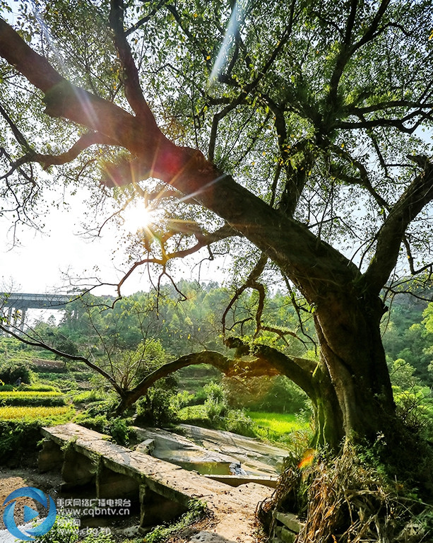 黄葛树是重庆的市树,它生长在院落,街道,山坡,悬崖…… 硕大的林荫可