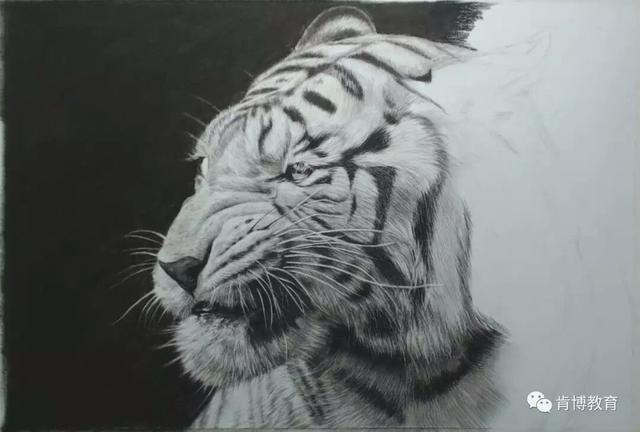 素描教程森林之王老虎的画法