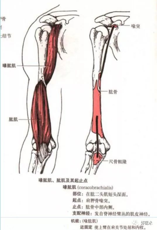 长头以长腱起自肩胛骨盂上结节,通过肩关节囊,经结节间沟下降;短头在