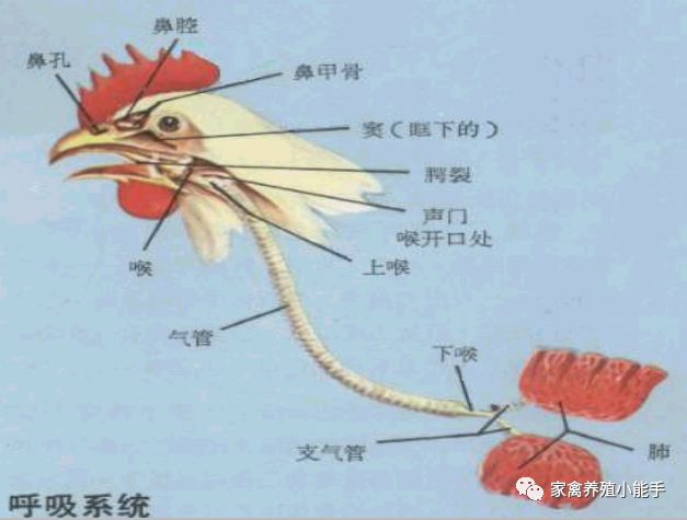 鸡的气囊无特殊的防御性结构,一旦呼吸系统的某一部分受到病原微生物