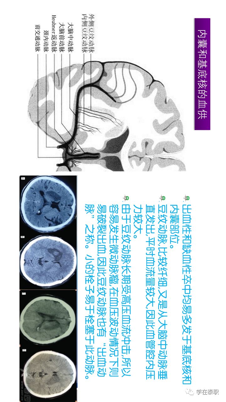 康复应用解剖:脑卒中解剖基础--内囊(横屏观看效果更佳)