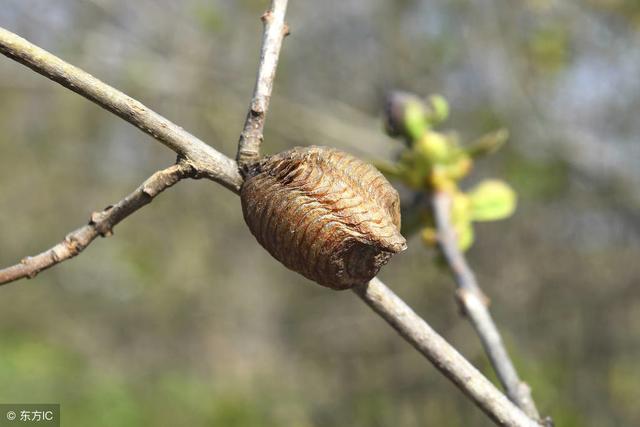 农村田地常见的螳螂卵你知道都有什么用途吗