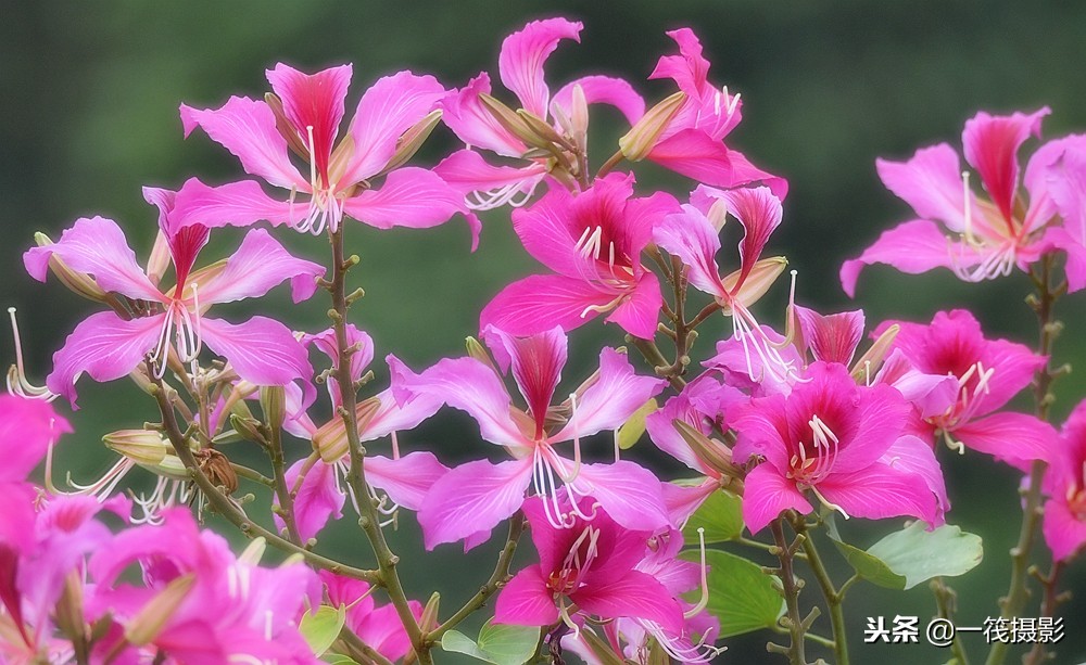 红花羊蹄甲,又名兰花树——叶似羊蹄,花型如兰