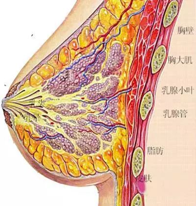 告诉医生你正在哺乳,医生会为你开出可以哺乳期服用的药物