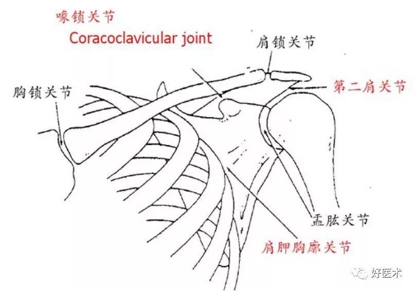 康知了收藏最全肩关节解剖及查体方法汇总