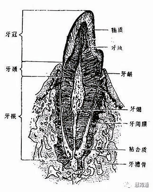 每个牙(图2-12)均可分为三部分,露出于口腔内的叫牙冠,嵌于牙槽内的