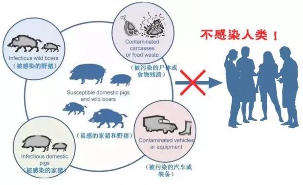 非洲猪瘟病毒对热的抵抗力不高,55℃加热半小时或者60℃10分钟以上