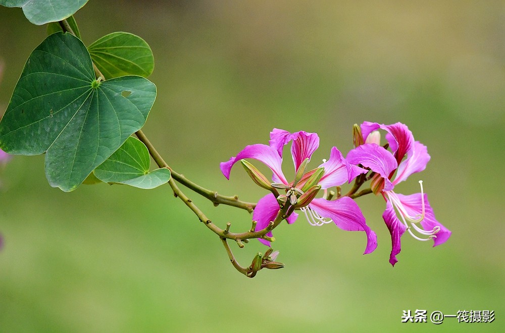 红花羊蹄甲又名兰花树叶似羊蹄花型如兰