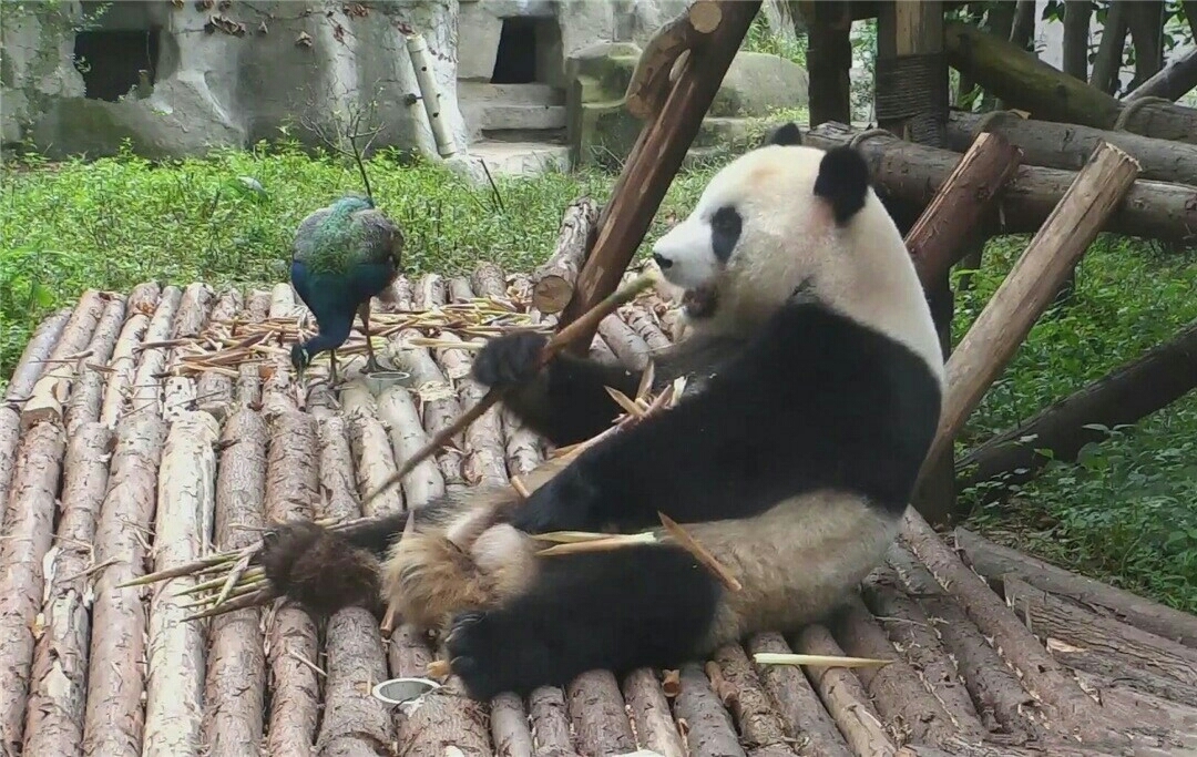 连大熊猫都嫉妒的动物 令国宝咬牙切齿 只因它们世仇