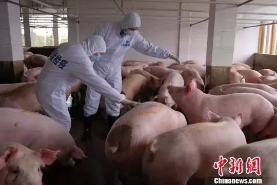 猪肉还能吃吗?揭阳市权威部门这样说