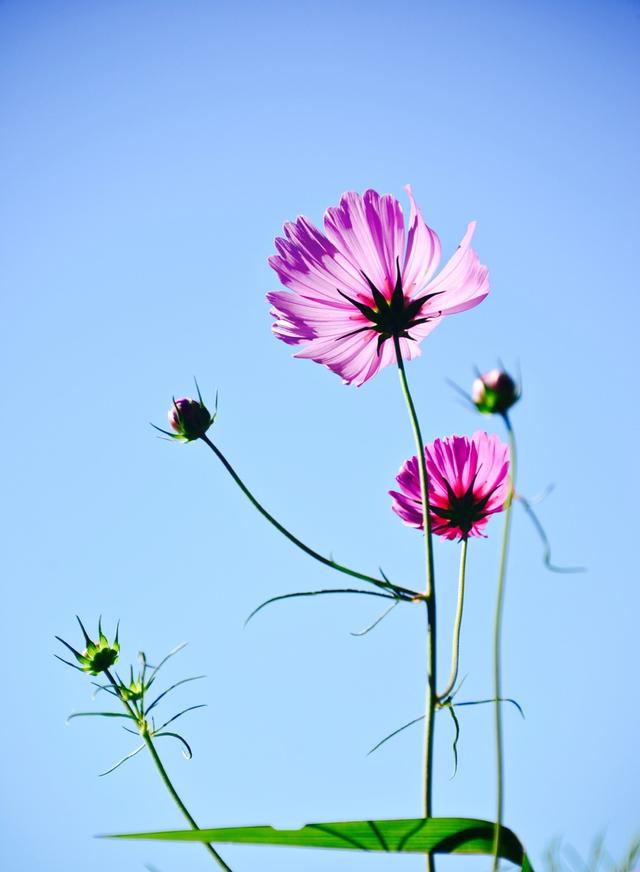 格桑花的花语是"怜取眼前人".