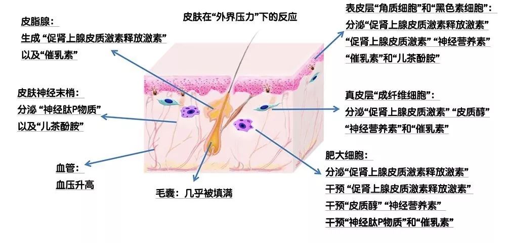 衰老总结_总结图片(2)