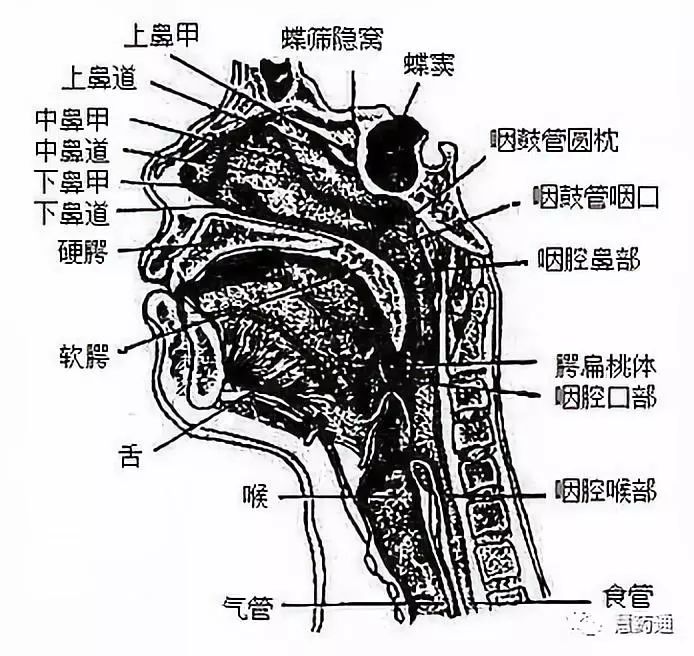 肌膜由属于横纹肌的咽缩肌和咽提肌互相交织而成,各咽缩肌由上而下