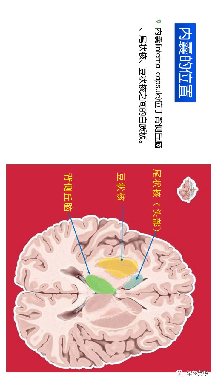 康复应用解剖脑卒中解剖基础内囊横屏观看效果更佳