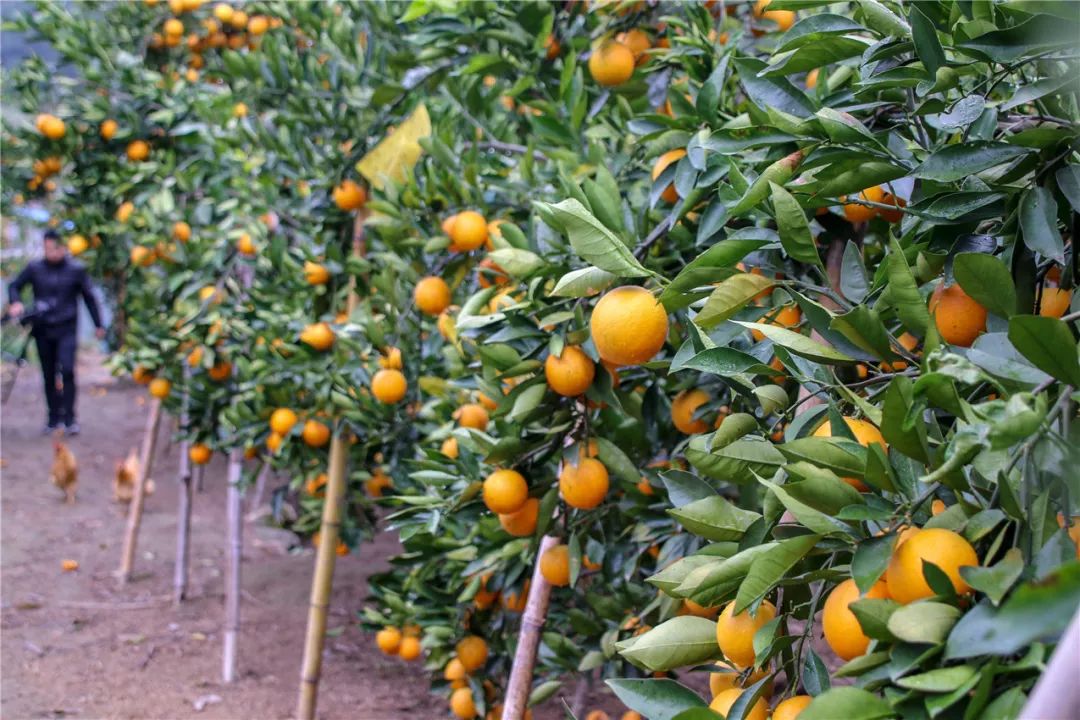 800多棵血橙树上硕果累累,在永泰葛岭蕉坑村耀峰农场,眼下正是血橙