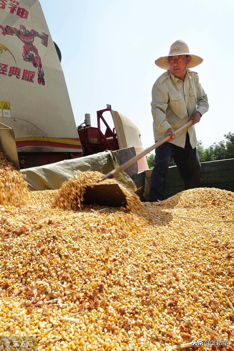 注意:东北玉米终于不再跌价了?国储出手兜底,玉米终于