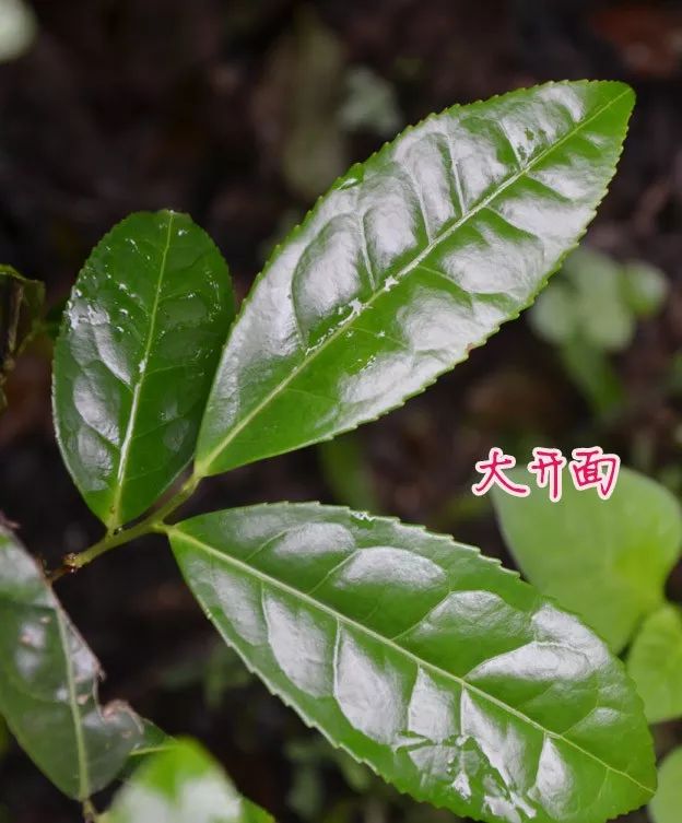 一篇文章就快速了解武夷岩茶大红袍