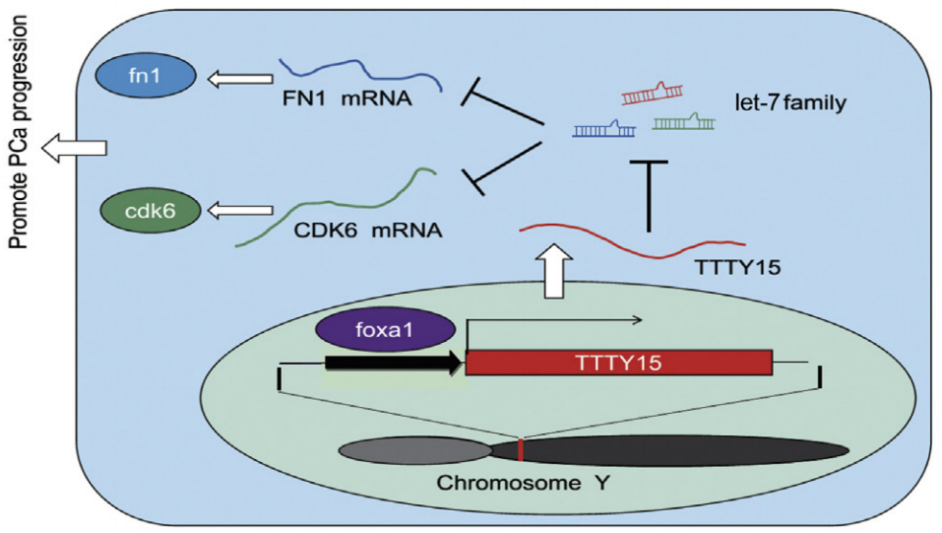 europeanurology揭示y染色体上lncrnattty1