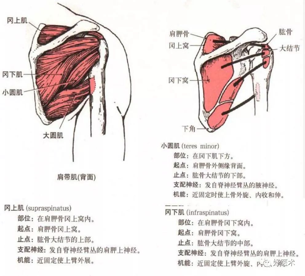 [康知了]【收藏】最全肩关节解剖及查体方法汇总