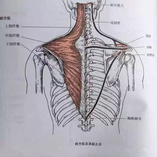 留言解读--【病态肩胛骨】