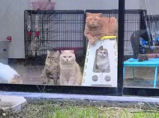 貓咪們被關玻璃門內看主人吃烤肉，一只只兇神惡煞的：你敢吃獨食 萌寵 第5張