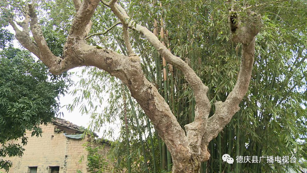据了解,这棵千年神医树按民间叫法称为"黄疸树,其学名是白银香树,又