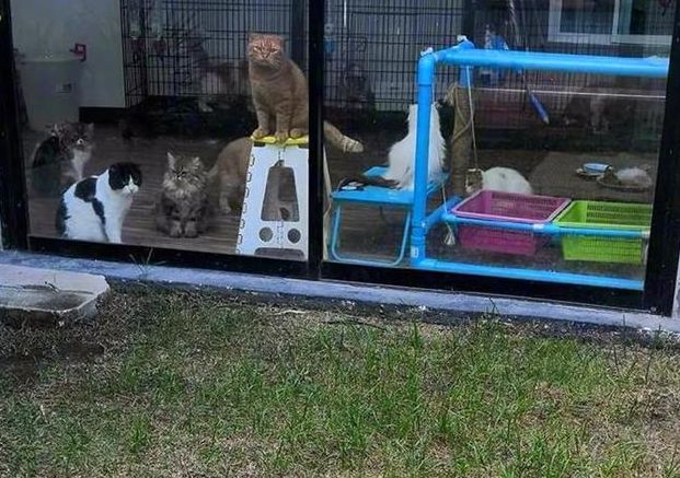 貓咪們被關玻璃門內看主人吃烤肉，一只只兇神惡煞的：你敢吃獨食 萌寵 第4張