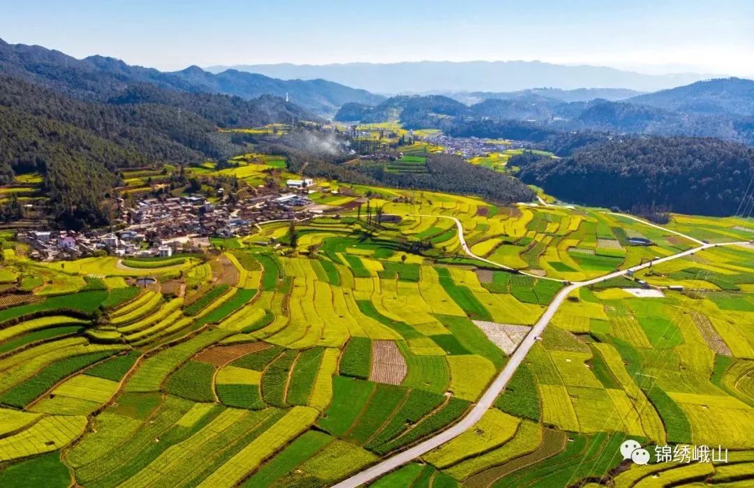 峨山的万亩油菜花已经铺满大地美得不像话