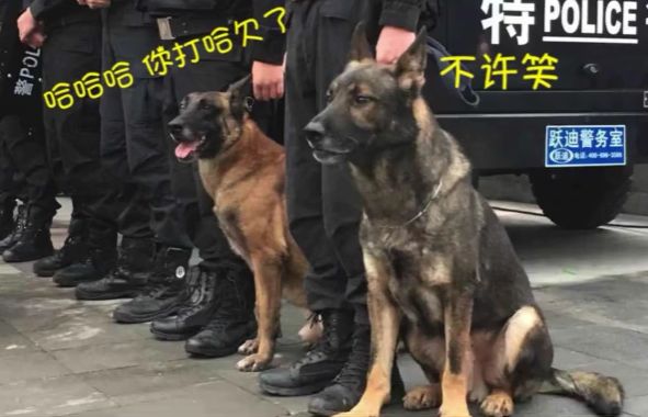 四川一只警犬在执勤时被抓拍，工作有点太累了，打个哈欠！